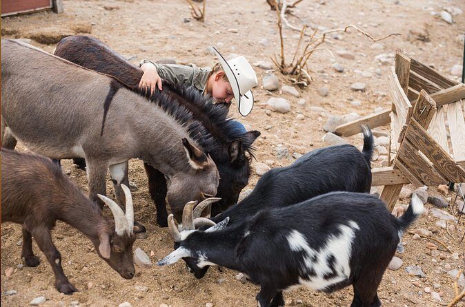 Horseback Ride near the Grand Canyon's West Rim - Group Size and Booking