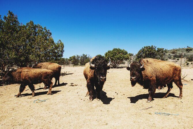 Horseback Ride near the Grand Canyon's West Rim - Reviews and Authentic Insights