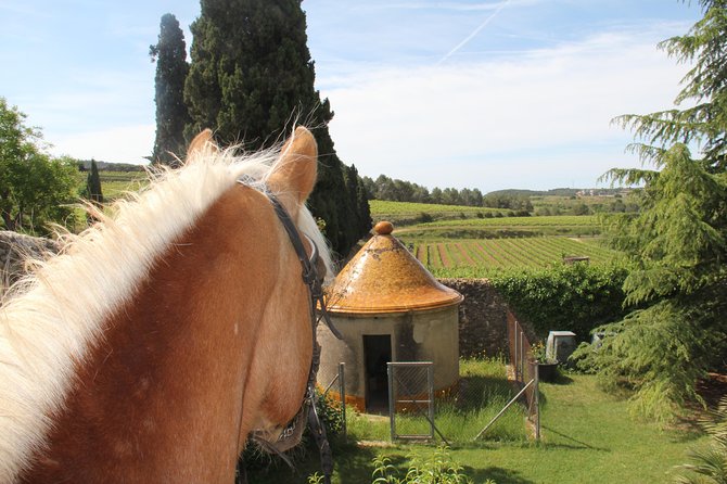 Horseback Ride, Penedés, Wine Tasting & Tapas Lunch - Price and Availability