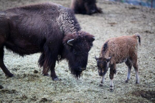Horseback Ride Thru Joshua Tree Forest With Buffalo & Lunch - Common Questions