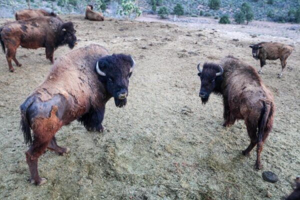 Horseback Ride Thru Joshua Tree Forest With Buffalo & Lunch - The Sum Up