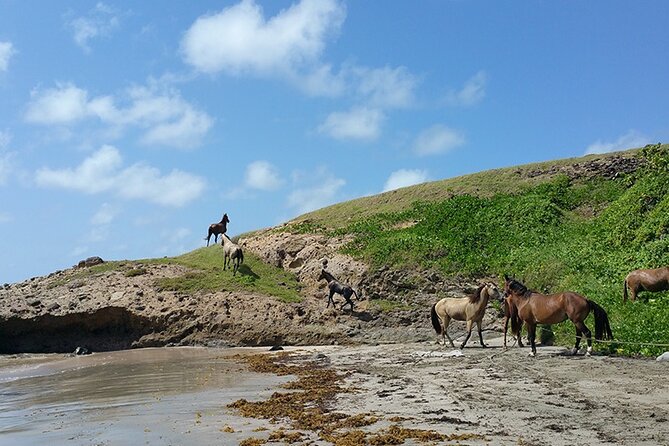 Horseback Riding Adventure Tour in St. Lucia - Scenic Ocean Views and Beaches