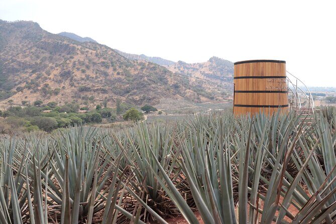 Horseback Riding among Agaves and Food: Experience the Morning in Amatitan - Good To Know