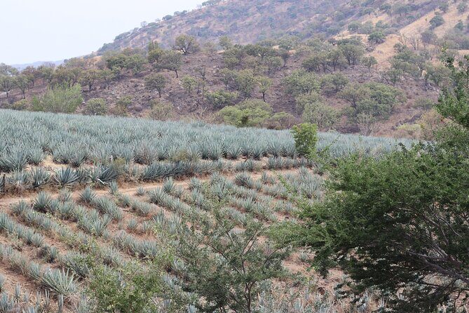 Horseback Riding among Agaves and Food: Experience the Morning in Amatitan - An In-Depth Look at the Tour Experience