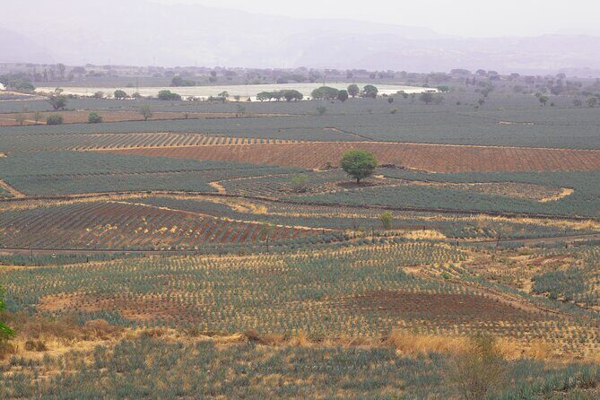 Horseback Riding among Agaves and Food: Experience the Morning in Amatitan - FAQs