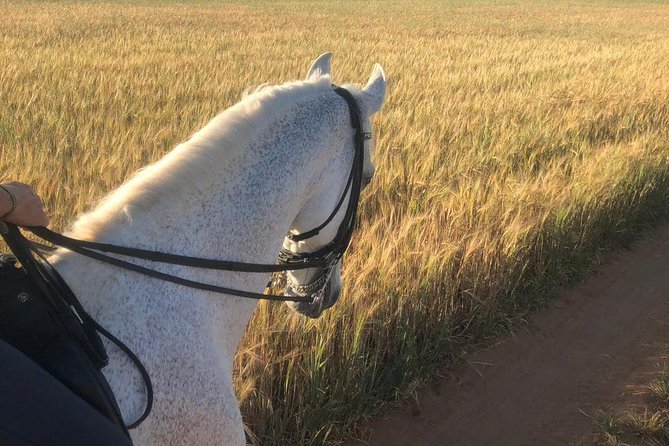Horseback Riding Around Doñana - Refreshment and Horse Care After the Ride
