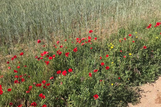 Horseback Riding Around Doñana - Common Questions