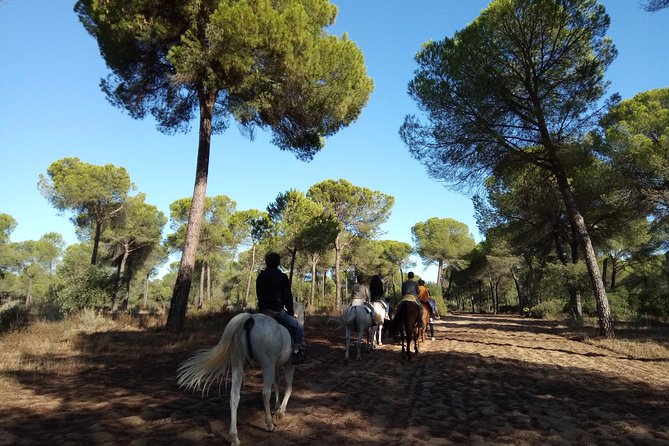 Horseback Riding Experience in Aljarafe, Doñana Park From Seville - Safety Instructions