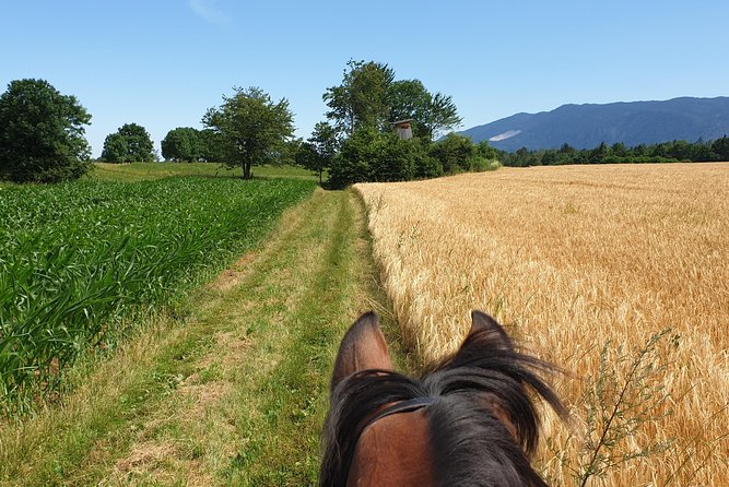 Horseback Riding In Bled - Unforgettable Equestrian Experiences Await