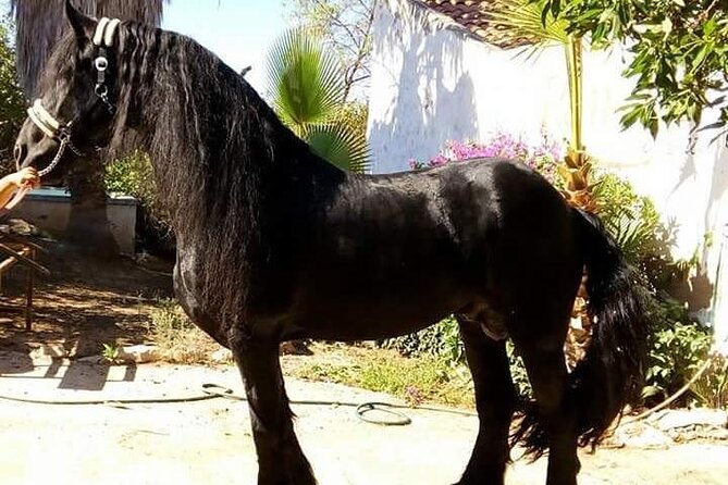 Horseback Riding in Cartagena (Spain) - Inclusions and Services Provided