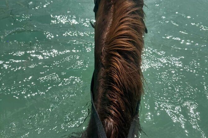 Horseback Riding In The Ocean from Montego Bay Private Transfer - Final Thoughts