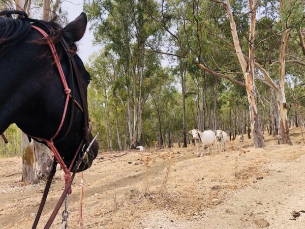 Horseback Riding in the Surroundings of Sciacca - Booking Process and Availability