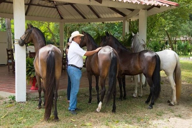 Horseback Riding on the Beach With Paso Colombiano Show,Cartagena - Important Details