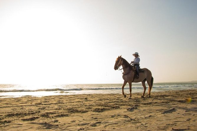Horseback Riding on the Beach With Paso Colombiano Show,Cartagena - Frequently Asked Questions