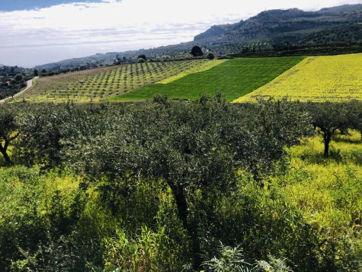 Horseback Riding Through the Olive Groves of Sciacca - Good To Know