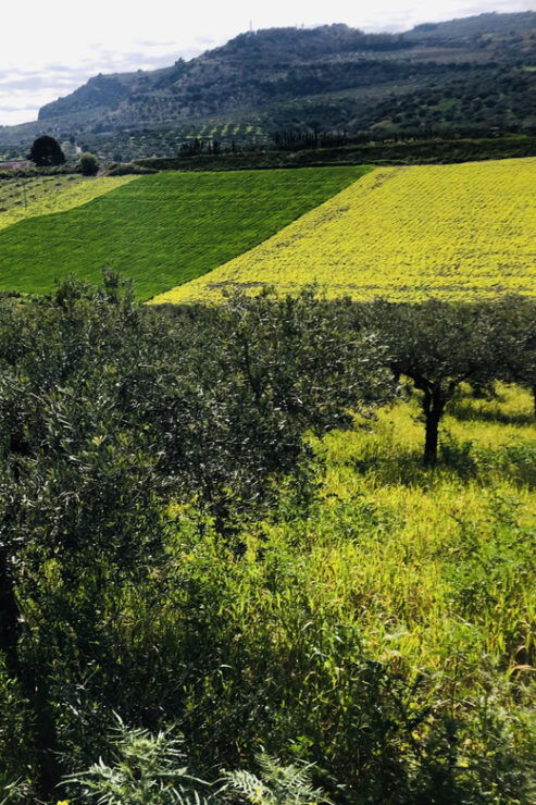 Horseback Riding Through the Olive Groves of Sciacca - Highlights of the Ride