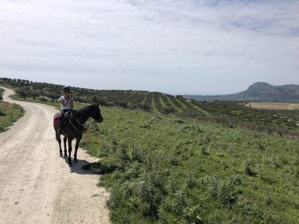 Horseback Riding Through the Olive Groves of Sciacca - Exploring Sciaccas Olive Groves