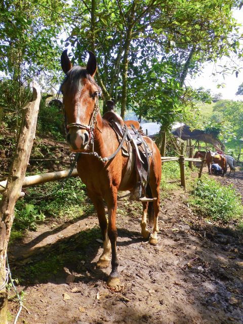 Horseback Riding Tour and Visit to Tablón, Chaquira, Pelota - Good To Know