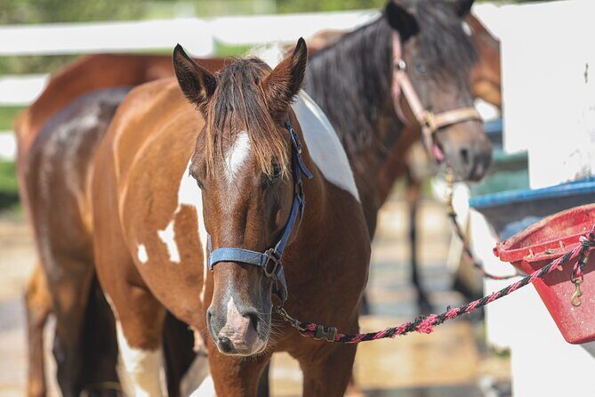 Horseback Riding Tour at Private Ranch - Practical Tips for Booking & Visiting