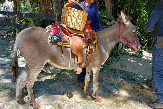 Horseback Riding Tour at Rancho Bonanza and Cenote Swim - Product Information and Pricing