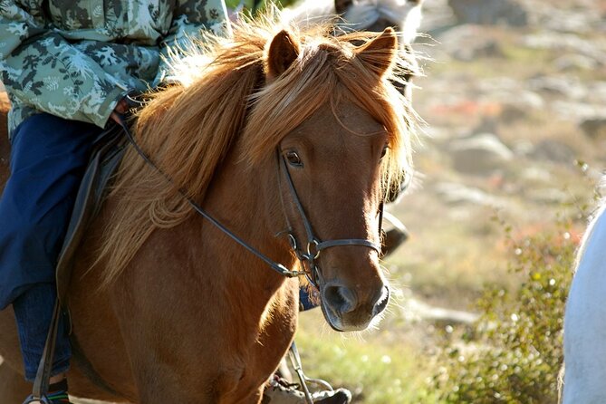 Horseback Riding Tour in Iceland - Tour Highlights