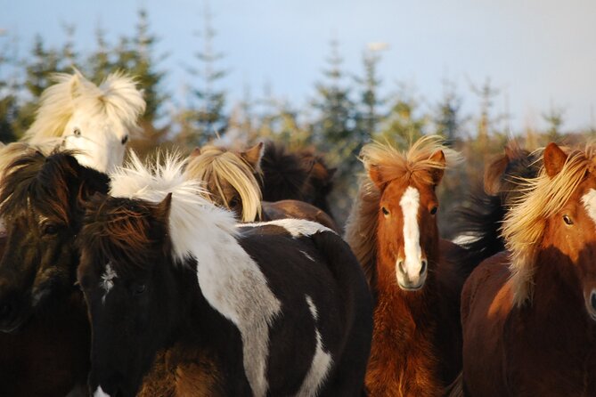 Horseback Riding Tour in Iceland - Cancellation Policy