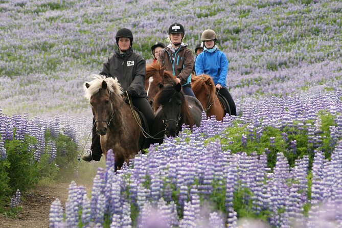 Horseback Riding Tour in Iceland - Traveler Photos