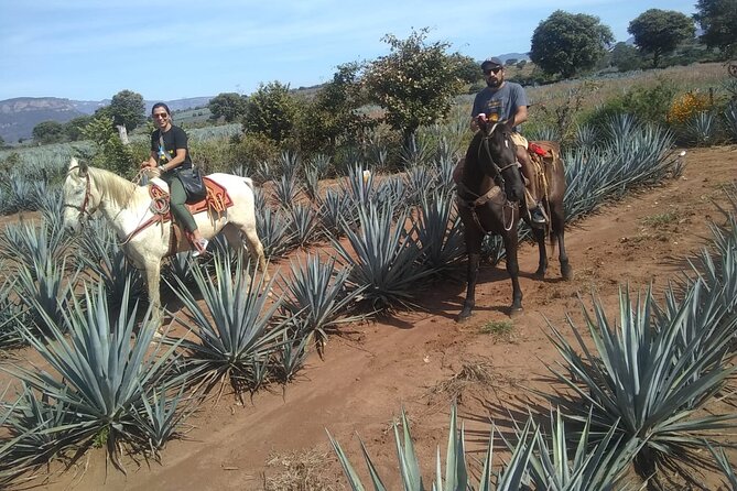 Horseback Riding Tour in the Agave Field With Lunch - Included Lunch Experience