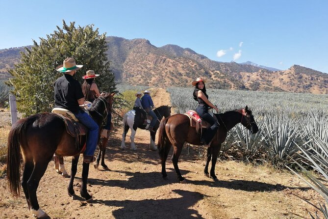 Horseback Riding Tour in the Agave Field With Lunch - The Sum Up