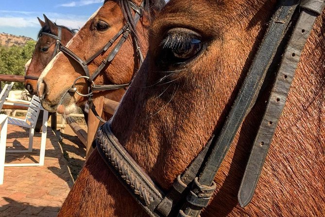 Horseback Safari - The Sum Up