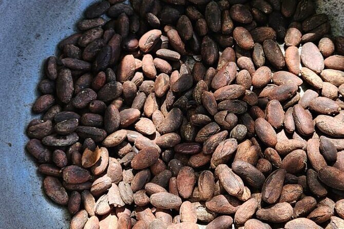 Horses, Buggy, and plantation in Chocaci Ranch - Who Will Love This Tour?