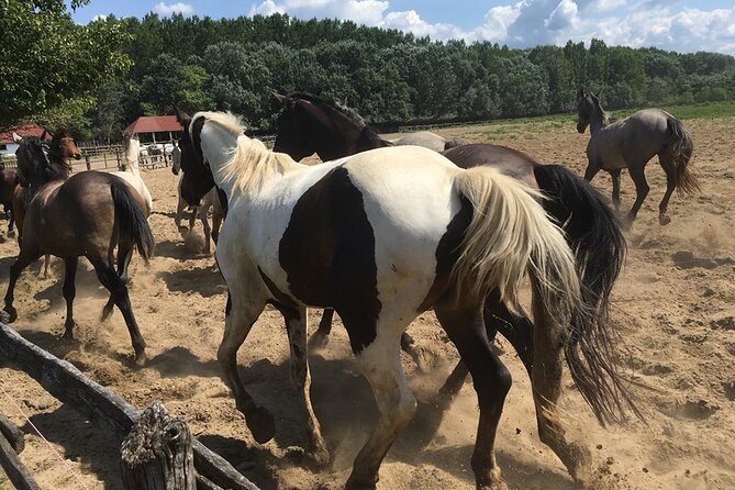 Horseshow on the Hungarian Puszta, Private Tour From Budapest With Entry! - Frequently Asked Questions