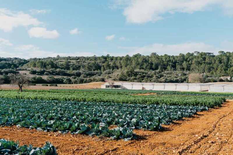 Hort de Sa Vall: Guided tour of the crops and outdoor dinner - Good To Know