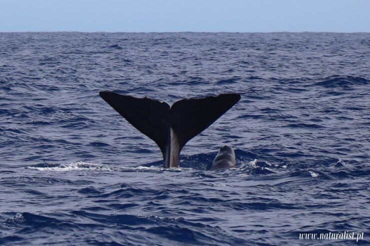 Horta: Whale and Dolphin Watching Expedition - Activity Details
