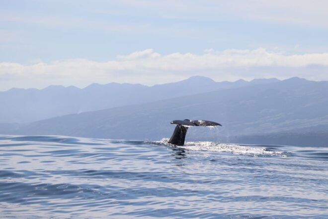 Horta: Whale and Dolphin Watching Expedition - Collaboration With Whale Spotters