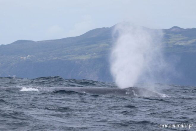 Horta: Whale and Dolphin Watching Expedition - Inclusions