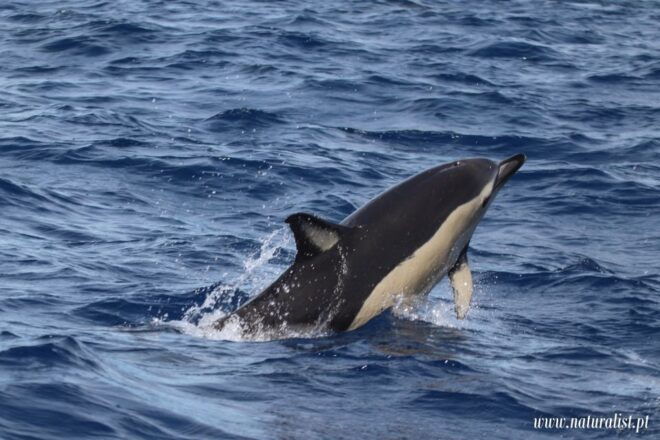 Horta: Whale and Dolphin Watching Expedition - Booking Information