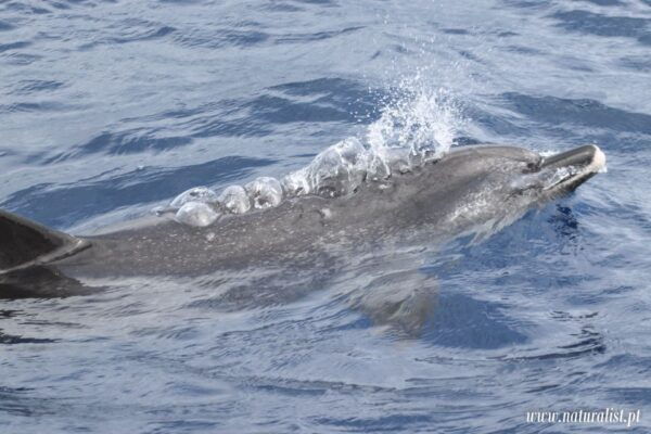 Horta: Whale and Dolphin Watching Expedition - Customer Reviews