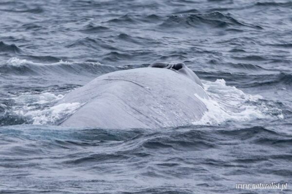 Horta: Whale and Dolphin Watching Expedition - Common Questions