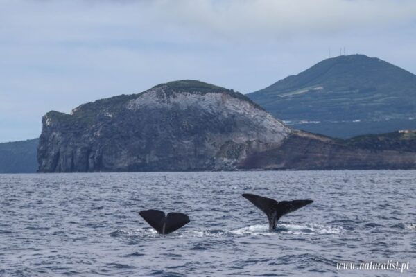 Horta: Whale and Dolphin Watching Expedition - The Sum Up