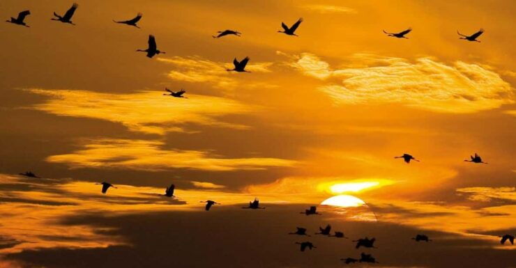 Hortobágy: Crane-watching at Dusk & Visit to the Puszta Park - Detailed Itinerary
