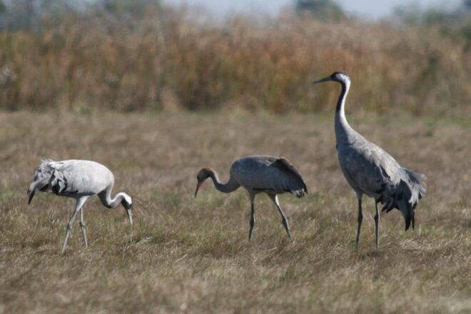 Hortobágy: Crane-watching at Dusk & Visit to the Puszta Park - Tour Highlights
