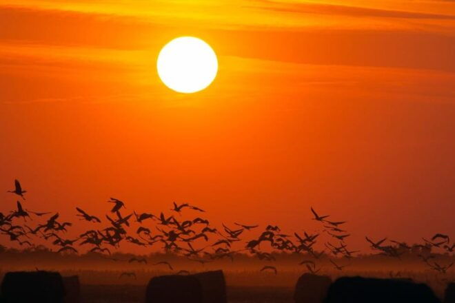 Hortobágy: Crane-watching at Dusk & Visit to the Puszta Park - Crane Migration Insights