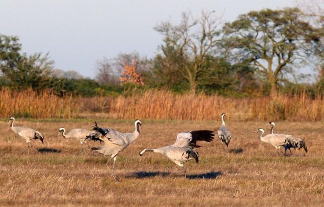 Hortobágy: Crane-watching at Dusk & Visit to the Puszta Park - Essential Participant Information