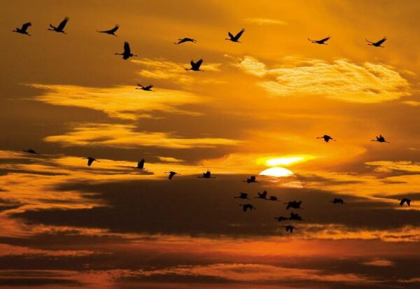Hortobágy: Crane-watching at Dusk & Visit to the Puszta Park - Recommended Preparation