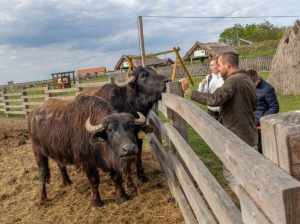 Hortobágy: Crane-watching at Dusk & Visit to the Puszta Park - The Sum Up