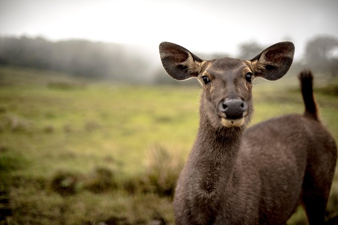 Horton Plains National Park Entrance Ticket - What to Expect at the Park