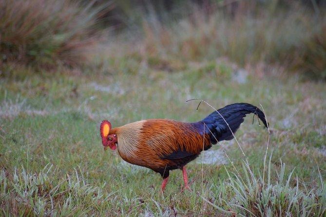 Horton Plains National Park Entrance Ticket - The Sum Up
