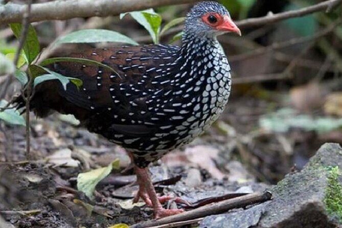 Horton Plains National Park : Private Guided Trekking Tour - Frequently Asked Questions (FAQs)