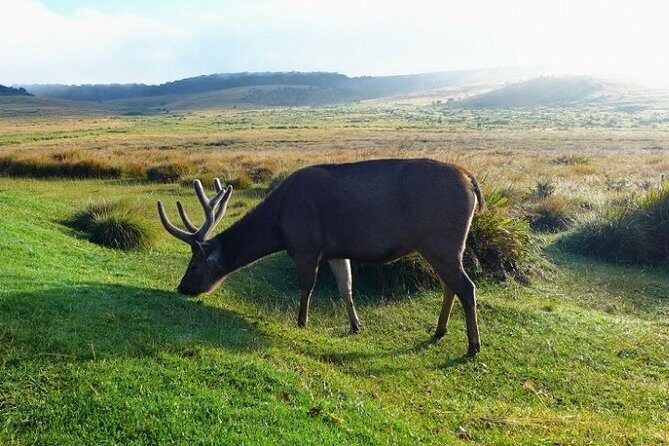 Horton Plains National Park : Private Guided Trekking Tour - Good To Know